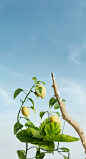 蓝色天空，柠檬，树枝，简约系背景