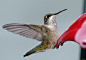 Hummingbird Leaving Feeder