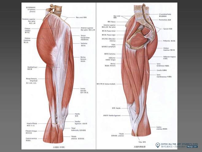 速写解剖腿部-肌肉