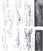 【学人体】男性腿脚肌肉块与骨骼~~~（相关微博讲的是手臂：http://t.cn/8k6zDGD ）