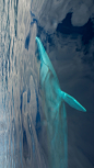 亚速尔群岛附近海域中的一条长须鲸 (© Luis Quinta/Minden Pictures)


2019-03-03

 3570
