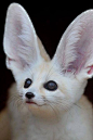 Fennec Fox | Cutest Paw