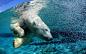 General 1920x1200 polar bears animals water split view