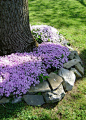 Phlox and rocks: 