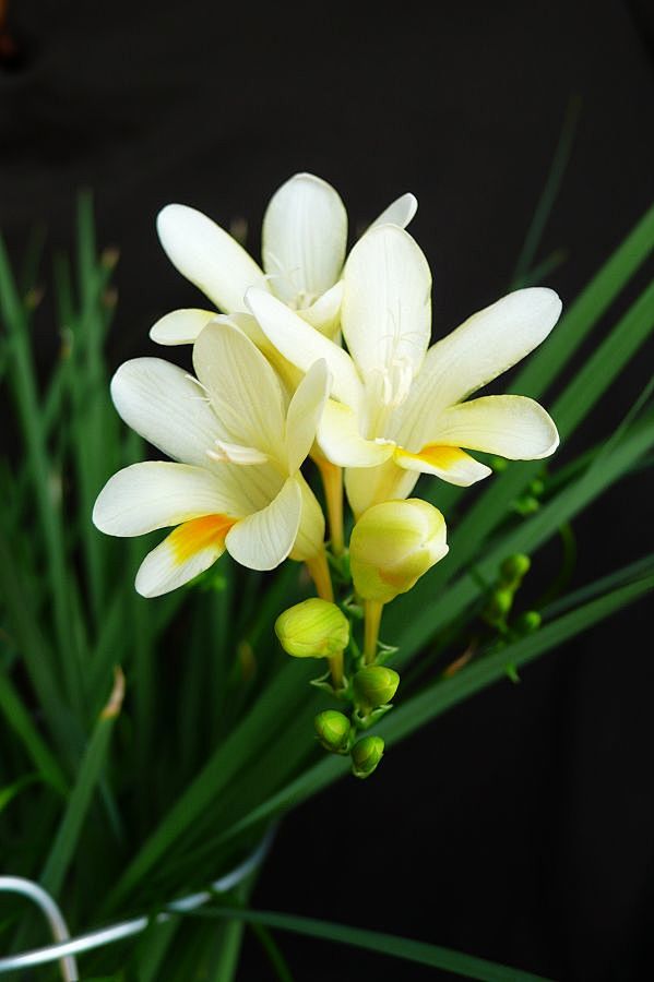 #花瓣花语录#小苍兰（Freesia r...