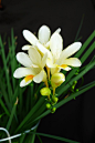 小苍兰（Freesia refracta Klatt），别名香雪兰，原产非洲南部好望角一带。香气浓郁醇正，花姿优雅动人，花色鲜艳。花语：纯真，无邪。