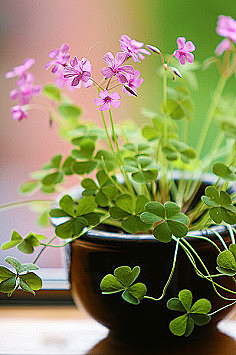 菊苑逸馨采集到花儿