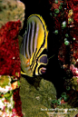 Butterflyfish