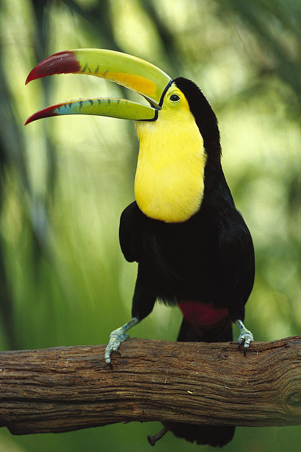 Toucan