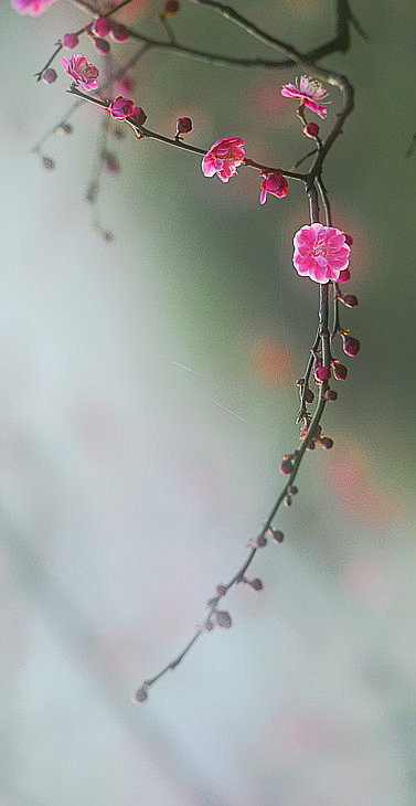 这尘世里的一草一木、一人一花也好，有多少...