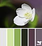 Design Seeds® | find your palette