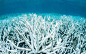 白化珊瑚的搜索结果_360图片