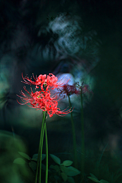 路从今夜白hh采集到植物花卉