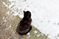 I wanted to make a "Look how cute my cat is enjoying the snow"-picture. This was the result. My cat really dislikes snow and afterwards quickly climbed onto our warm bed to sleep.