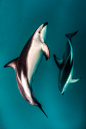 鲸目·海豚科·斑纹海豚属：暗色斑纹海豚