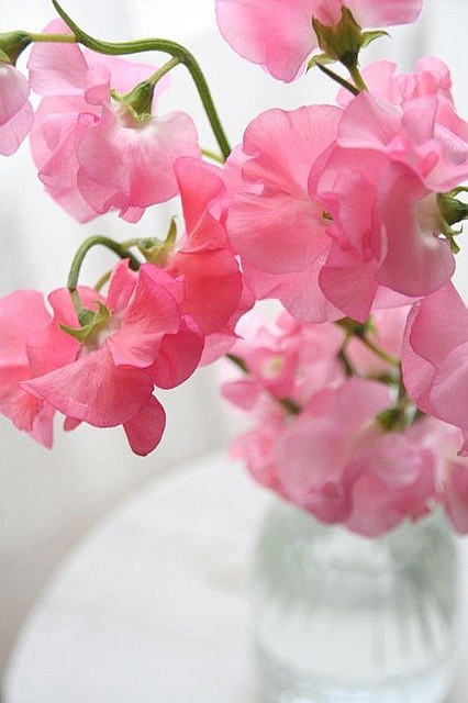 Pink sweet peas #春暖花...