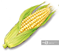 A picture of a corn with husk_创意图片