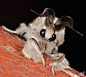 萌萌的法国贵妇犬蛾 Poodle Moth