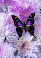 Black and purple butterfly: