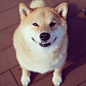 Maru酱是一只7岁的日本柴犬，他看起来就像是世界上最幸福的狗狗，因为Maru酱有着一个标志性的笑容，看着他的照片你一定会被他的笑容所感染。来，笑一个~——