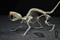 《下山虎》花枝鼠骨骼标本 真骨 鼠类骨骼标本鼠骨-淘宝网