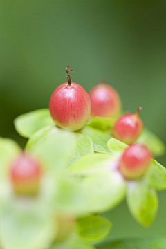 linfay采集到❁ Berry Berry ❁