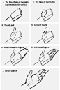 quadpen @espeon132 Ah yes, hands are notoriously difficult to draw. I’ll do what I can to help! First off, below is a diagram of how I usually invision the shapes that make up the hand....