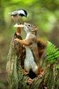 the gray nemesis this woods squirrel like him .Canada: 