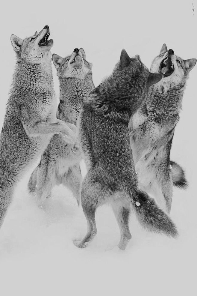 The Wolves Den :