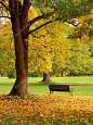 板凳和橡木在城市公园在秋天
