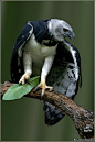 ♂ Wildlife photography animal bird harpy-eagle