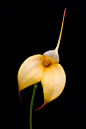 masdevallia aquarius | Orchids Majestic Beauty