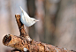 韩国，大原：白化欧亚五子雀栖息在树枝上