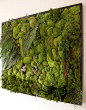 Stabilized plant green wall: 