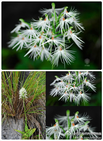 勐远玉凤花Habenaria myrio...