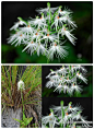 勐远玉凤花Habenaria myriotricha

