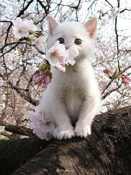 樱花树上的猫   