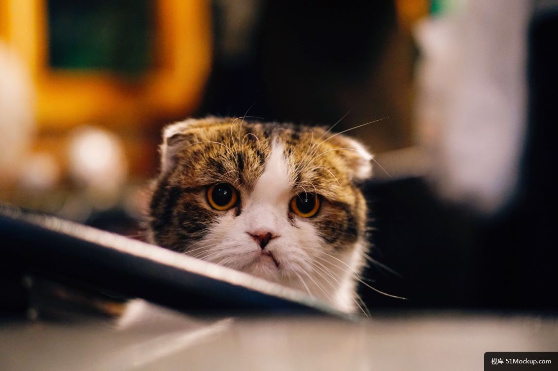 ee5f25948f00b93bc7de1427692ed97c0255c81c10b29-1CwxX2