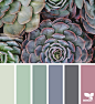 { succulent hues } image via: @swgardens