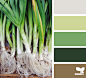 color leek