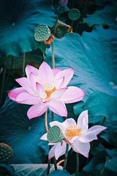 🌺智者懂得隐忍🌺采集到出淤泥而不染