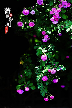 linchangzheng采集到第十三集：  花的媚