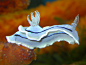 Unknown Nudibranch 01 by shanebeall on deviantART