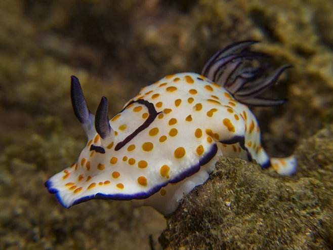 Sea Slug - Nudibranc...