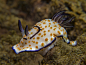 Sea Slug - Nudibranch by Dani-Barchana on deviantART
