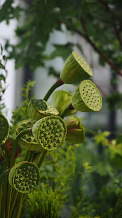 图拉柏采集到花