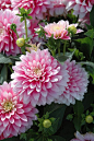 Dahlia Bagatelle