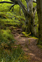 Summer Woodland, Northumberland, England
photo by newcastle