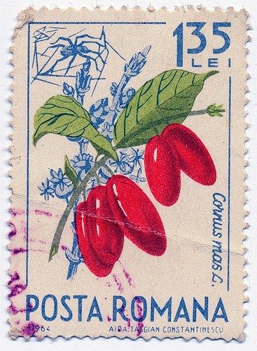 植物邮票
