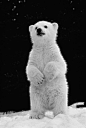 Polar bear cub standing on hind legs. Photographer:  Ken Graham. °